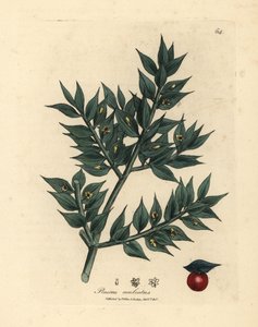 Grünblühender Mäusedorn, Ruscus aculeatus