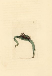Grünes Heupferd, Omocestus viridulus von James Sowerby