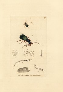 Laufkäfer, Drypta dentata (Goldmundiger Carabus, Carabus chrysostomos). Handkolorierter Kupferstich von James Sowerby aus The British Miscellany, oder Coloured figures of new, rare, or little known animal subjects. von James Sowerby