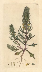 Erd-Kiefer, Ajuga chamaepitys von James Sowerby