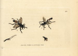 Haarige Sandwespe, Podalonia hirsuta von James Sowerby