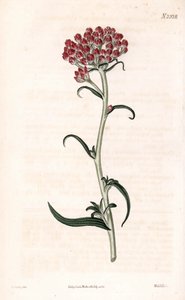 Immortelle-Stern - Helichrysum stellatum. Handkolorierte Kupferstichgravur von Weddell nach einer Illustration von James Sowerby aus Samuel Curtis