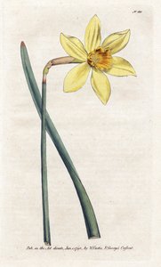 Unvergleichliche Narzisse - Lithografie von James Sowerby (1757-1822), aus William Curtis