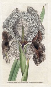 Iris de Chalcedoine oder Susa - Lithographie von James Sowerby (1757-1822), aus dem Botanical Magazine von William Curtis (1746-1799)