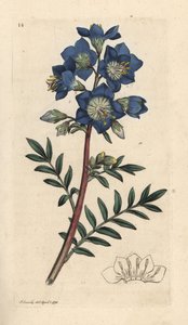Jakobsleiter, Polemonium caeruleum. Handkolorierter Kupferstich nach einer Illustration von James Sowerby aus James Smiths English Botany, London