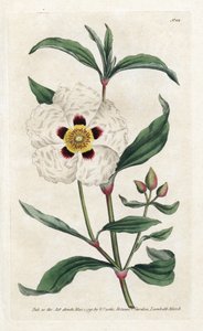 Ladanifere oder Ledon Cistus - Lithographie von James Sowerby, aus dem Botanical Magazine von William Curtis