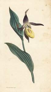 Frauenschuh-Orchidee, Cypripedium calceolus. Handkolorierte Kupferstichgravur nach einer Illustration von James Sowerby aus James Smith