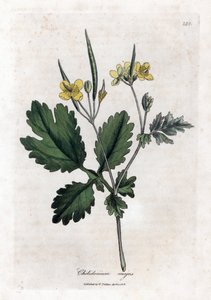 Großes Schöllkraut oder Große Lichtnelke - Großes Schöllkraut, Chelidonium majus. Handkolorierte Kupferstichgravur aus einer botanischen Illustration von James Sowerby aus William Woodville und Sir William Jackson Hooker