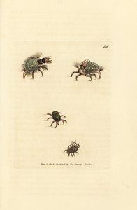 Larve des Hemerobius (Florfliege) bekleidet mit Flechte, mit Milbe, Acarus amictus und kleiner Korbmilbe, Acarus corbicula. Handkolorierter Kupferstich von James Sowerby aus The British Miscellany, or Coloured figures of new, rare, or little known animal s