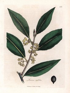 Lorbeer. Handkolorierte Kupferstichgravur nach einer Zeichnung von James Sowerby (1757-1822) in Botanique Medicinale von James Sowerby