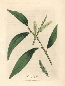 Blätter und Kätzchen der Bruchweide, Salix fragilis von James Sowerby
