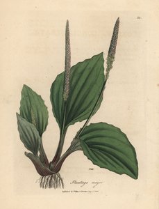 Blätter und Blüten des Spitzwegerichs, Plantago major