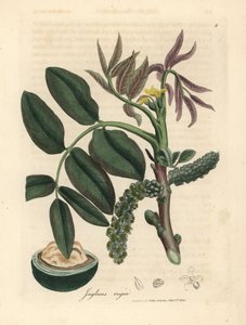 Blätter, gelbe Blüte und Nuss des Walnussbaums, Juglans regia