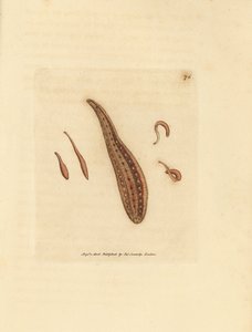 Blutegel, Hirudo circulans. Handkolorierter Kupferstich von James Sowerby aus The British Miscellany, oder Coloured figures of new, rare, or little known animal subjects. von James Sowerby