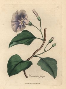 Fliederblühende Jalap-Winde, Colvolvulus jalapa