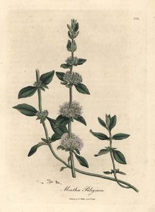 Fliederblühende Poleiminze, Mentha pulegium