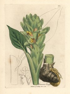 Langwurzeliger Kurkuma, Curcuma longa von James Sowerby