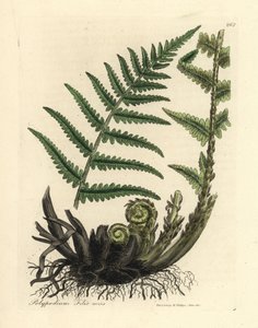 Männlicher Tüpfelfarn, Polypodium filix mas