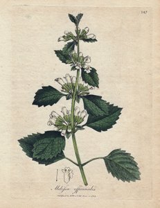 Zitronenmelisse (Melissa officinalis) von James Sowerby