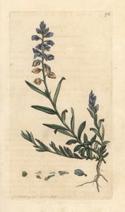 Kreuzblume, Polygala vulgaris