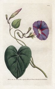Morning Glory oder Ipomee - Lithographie von James Sowerby, aus William Curtis