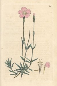 Berg-Nelke, Dianthus caesius. Handkolorierter Kupferstich nach einer Illustration von James Sowerby aus James Smiths English Botany, London