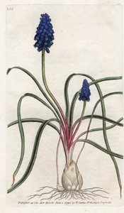 Muscari ein Bündel oder Muscari neglige von James Sowerby