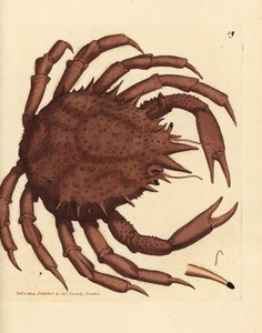 Norwegischer Königskrabbe oder nördlicher Stein-Krabbe, Lithodes maja. Handkolorierter Kupferstich von James Sowerby aus The British Miscellany, oder Coloured figures of new, rare, or little known animal subjects. von James Sowerby