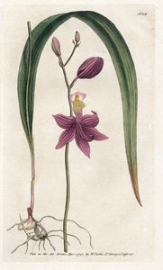 Orchidee: Calopogon tuberosus - Lithographie von James Sowerby (1757-1822), aus William Curtis