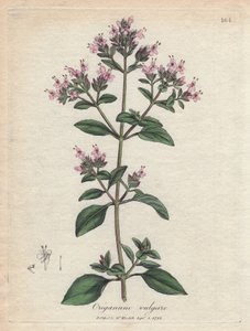 Oregano