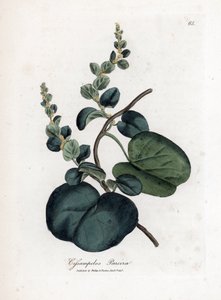 Pareira, Cissampelos pareira von James Sowerby