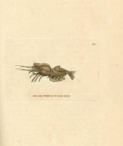 Papageiengarnele, Spirontocaris spinus. Handkolorierter Kupferstich von James Sowerby aus The British Miscellany, or Coloured figures of new, rare, or little known animal subjects von James Sowerby