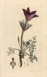 Küchenschelle, Anemone pulsatilla. Handkolorierter Kupferstich nach einer Illustration von James Sowerby aus James Smith