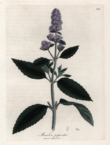 Pfefferminze. Handkolorierte Kupferstichgravur nach einer Zeichnung von James Sowerby (1757-1822) in Botanique Medicinale von James Sowerby