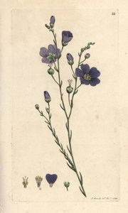 Ausdauernder Lein, Linum perenne. Handkolorierter Kupferstich nach einer Illustration von James Sowerby aus James Smiths English Botany, London von James Sowerby