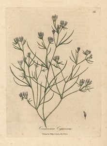 Rosa blühender Kümmel, Cuminum cyminum