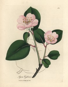Rosa blühender Quittenbaum, Pyrus cydonia
