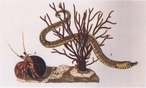 Seenadel und Einsiedlerkrebs, Natur in Großbritannien veröffentlicht von Collins, 1946 von James Sowerby