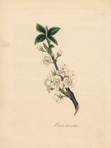 Pflaumenbaum - Gemeiner Pflaumenbaum, Prunus domestica. Aus einer Illustration von James Sowerby aus William Woodville
