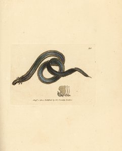 Borstenwurm, Phyllodoce lamelligera (Nereis lamelligera). Handkolorierte Kupferstichgravur von James Sowerby aus The British Miscellany, oder Coloured figures of new, rare, or little known animal subjects.