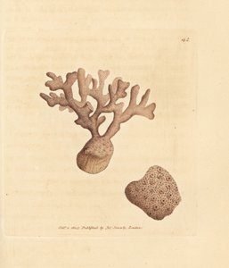 Porella compressa von James Sowerby