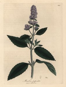 Purpurblühende Pfefferminze, Mentha piperita von James Sowerby