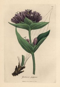 Purpurroter Enzian, Gentiana purpurea von James Sowerby