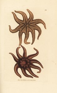 Purpur-Sonnenstern, Solaster endeca (Neunstrahliger Seestern, Asterias endeca). Handkolorierter Kupferstich von James Sowerby aus The British Miscellany, oder Coloured figures of new, rare, or little known animal subjects.