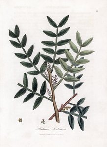 Kittbaum oder Mastixpistazie - Kittbaum, Pistacia lentiscus. Handkolorierte Kupferstich-Illustration von James Sowerby aus William Woodville und Sir William Jackson Hookers „Medical Botany“, John Bohn, London