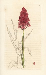 Pyramiden-Hundswurz, Anacamptis pyramidalis. Handkolorierter Kupferstich nach einer Illustration von James Sowerby aus James Smiths English Botany, London von James Sowerby