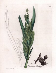 Rattanpalme, Calamus rotang von James Sowerby