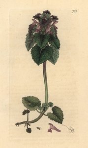 Rote Taubnessel, Lamium purpureum, handkolorierter Kupferstich nach einer Zeichnung von James Sowerby für James Smiths 