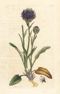Rundköpfige Teufelskralle, Phyteuma orbiculare von James Sowerby