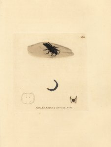 Kurzflügelkäfer, Velleius dilatatus (Gezähnter Staphylinus, Staphylinus concolor). Handkolorierte Kupferstichgravur von James Sowerby aus The British Miscellany, oder Coloured figures of new, rare, or little known animal subjects. von James Sowerby